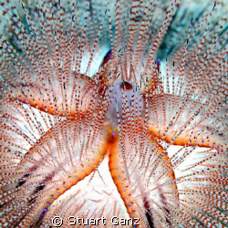 Blue-Spotted Urchin, taken on Oahu's eastern shore in 60 ... by Stuart Ganz 